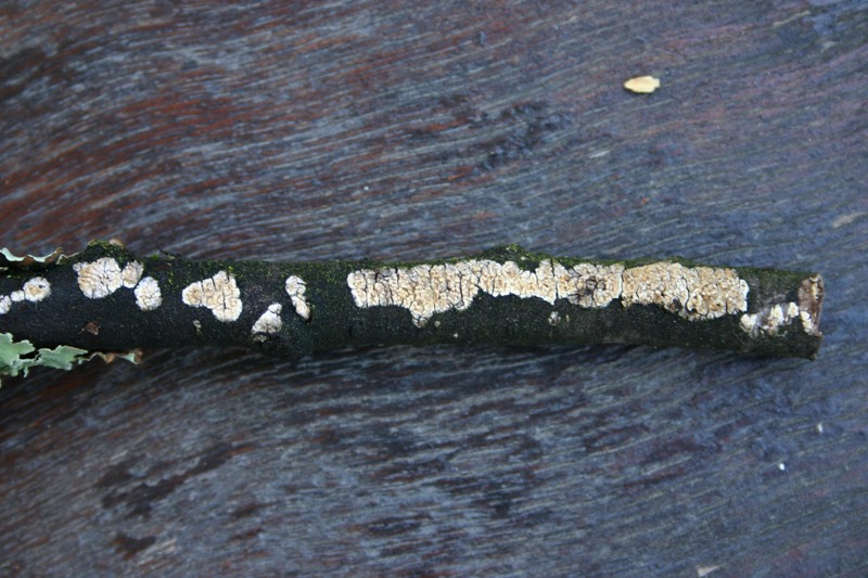 Crosta giallina da determinare (Hyphoderma radula)